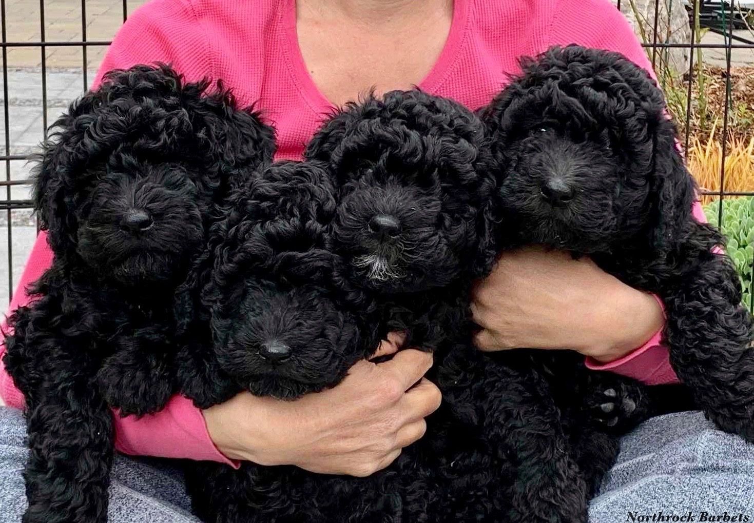 Barbet Puppies - Ultimate Dog World