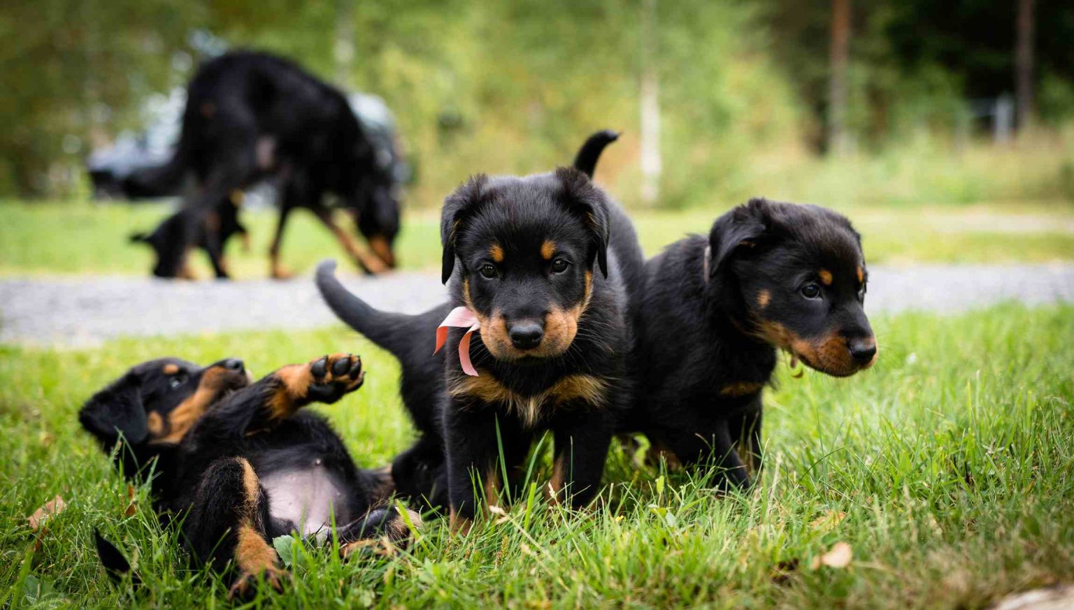 Beauceron Puppies - Ultimate Dog World