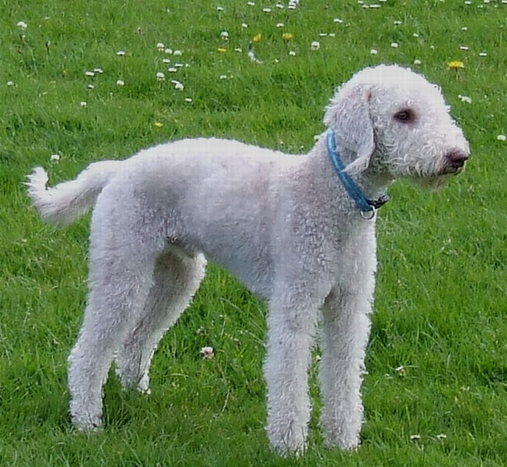 Bedlington Terrier Puppies Ultimate Dog World Bedlington Terrier Puppies Ultimate Dog World