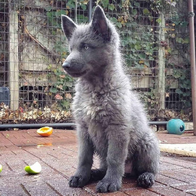 Blue Bay Shepherd Puppies Ultimate Dog World