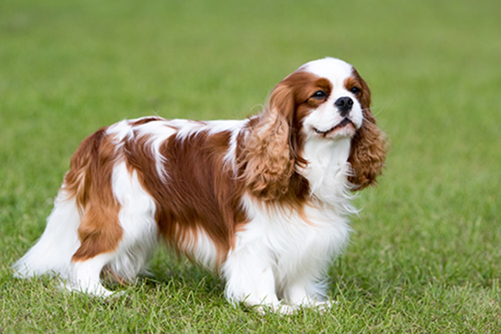 Cavalier King Charles Spaniel Puppies Ultimate Dog World