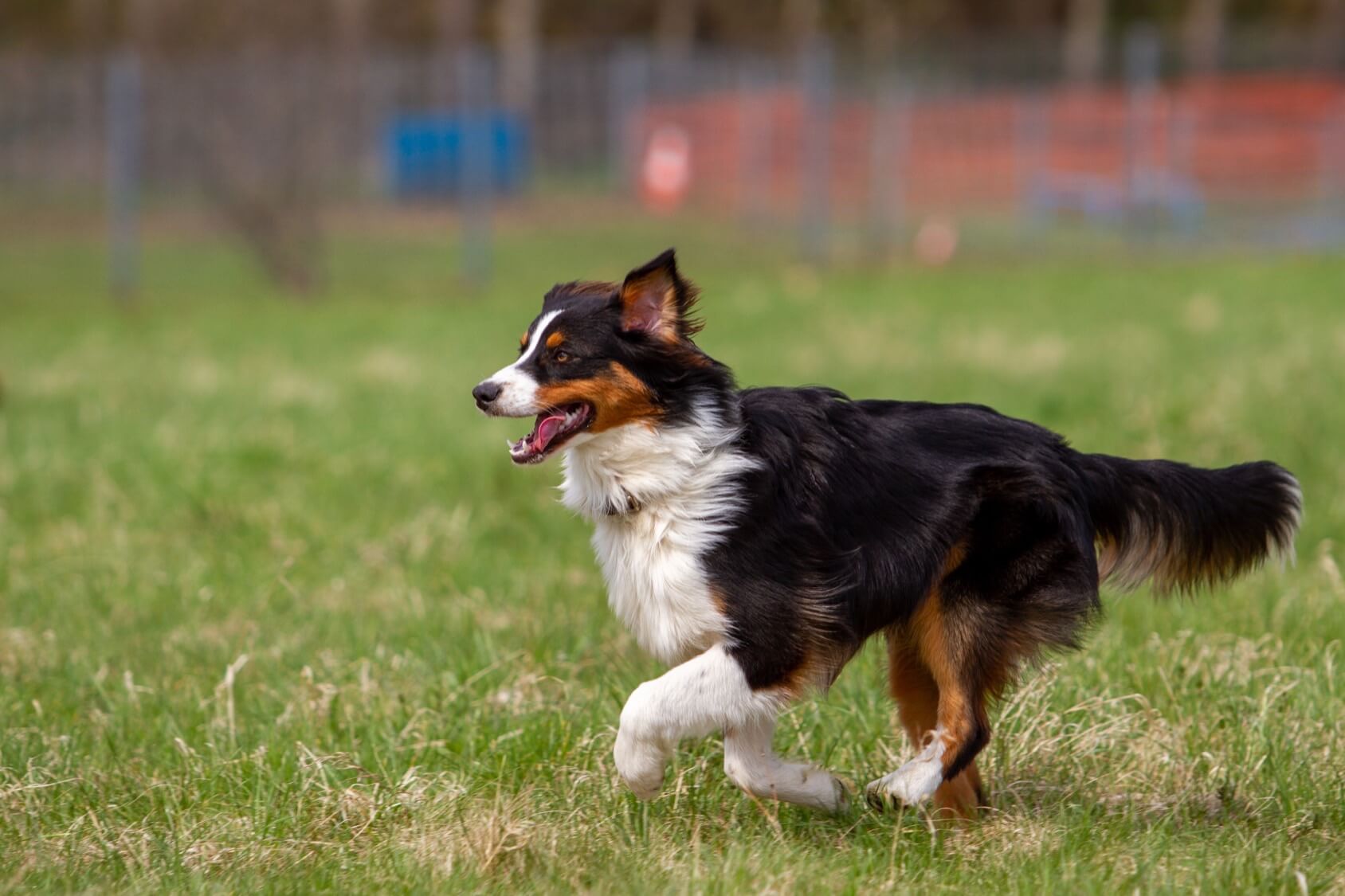 English Shepherd Puppies - Ultimate Dog World