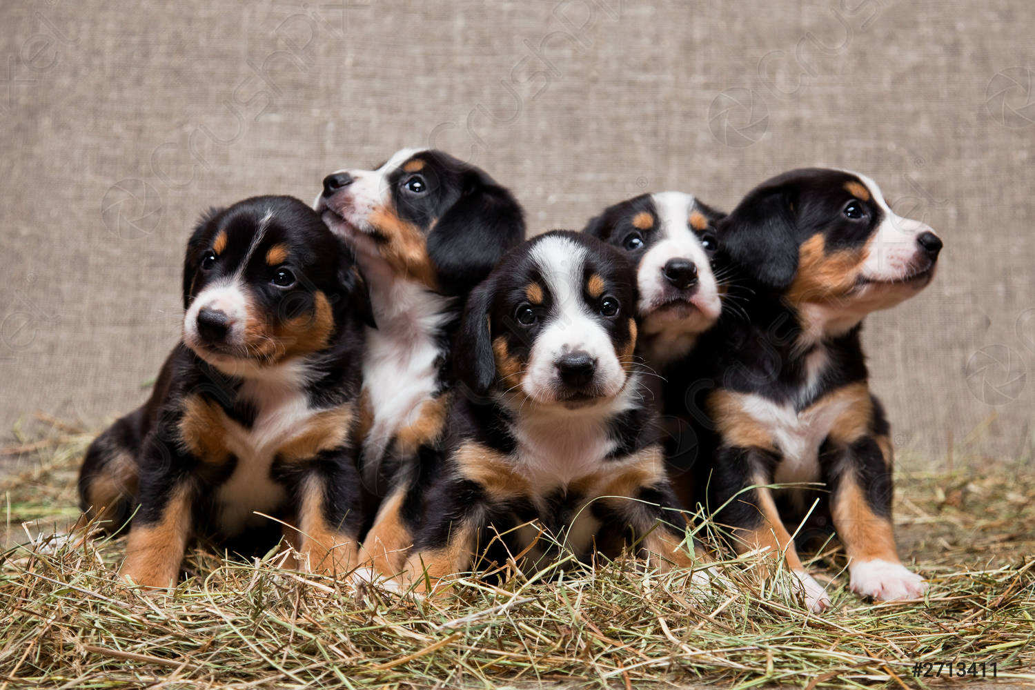 Entlebucher Sennenhund Puppies - Ultimate Dog World