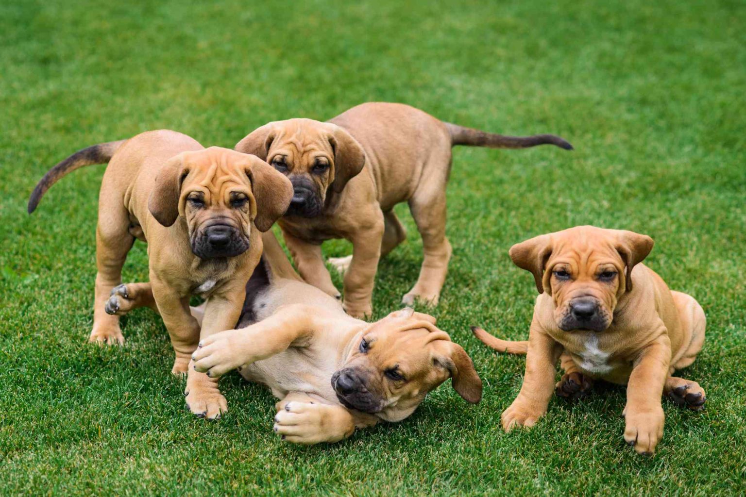 Fila Brasileiro Puppies Ultimate Dog World   Fila Brasileiro Puppies 1536x1024 