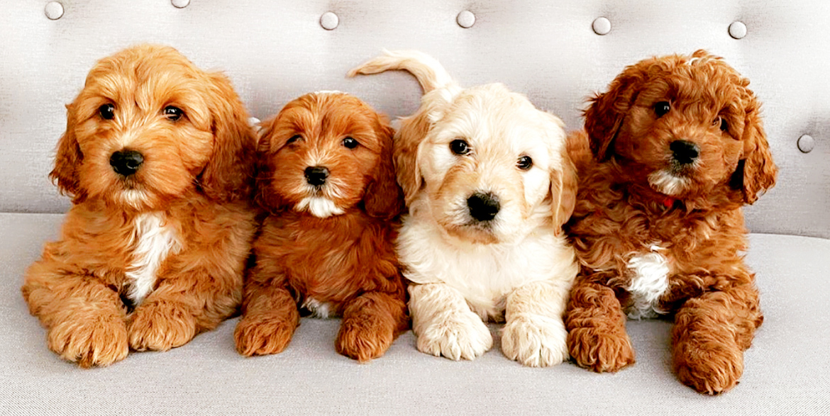 Goldendoodle Puppies Ultimate Dog World