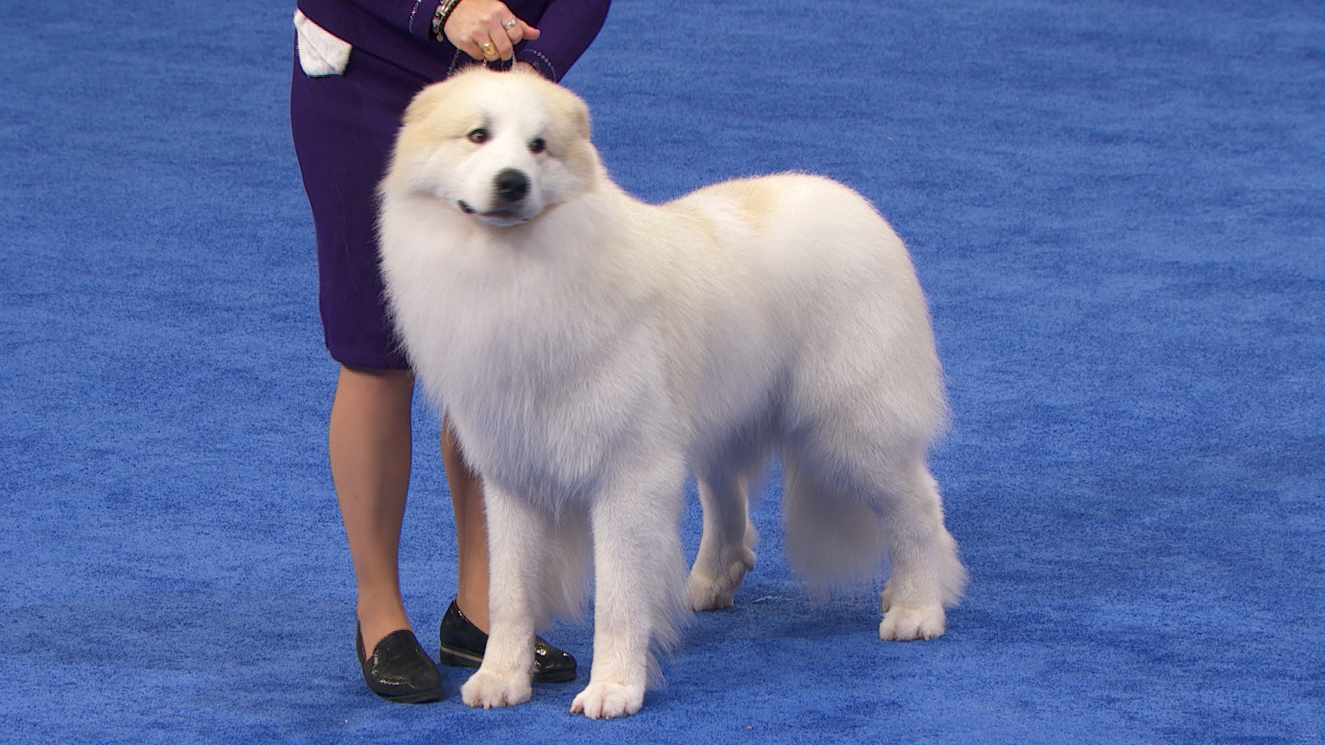 great-pyrenees-puppies-ultimate-dog-world