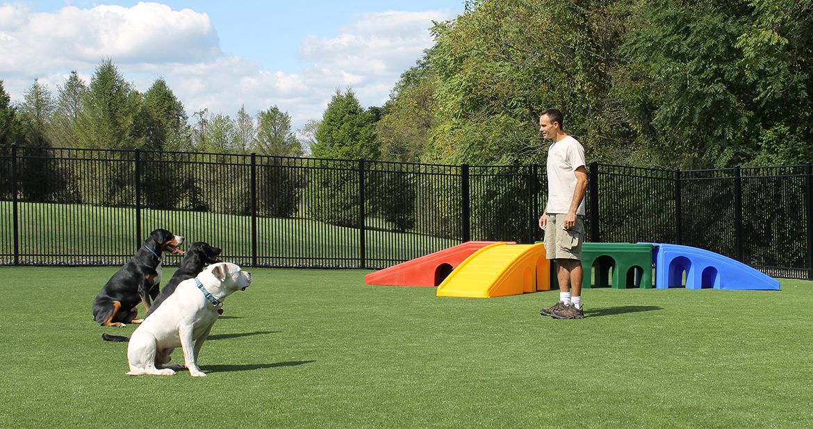 Obedience Dog Training Ultimate Dog World